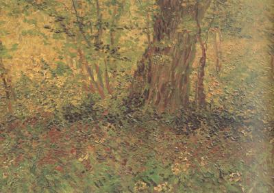 Vincent Van Gogh Undergrowth (nn04) Spain oil painting art